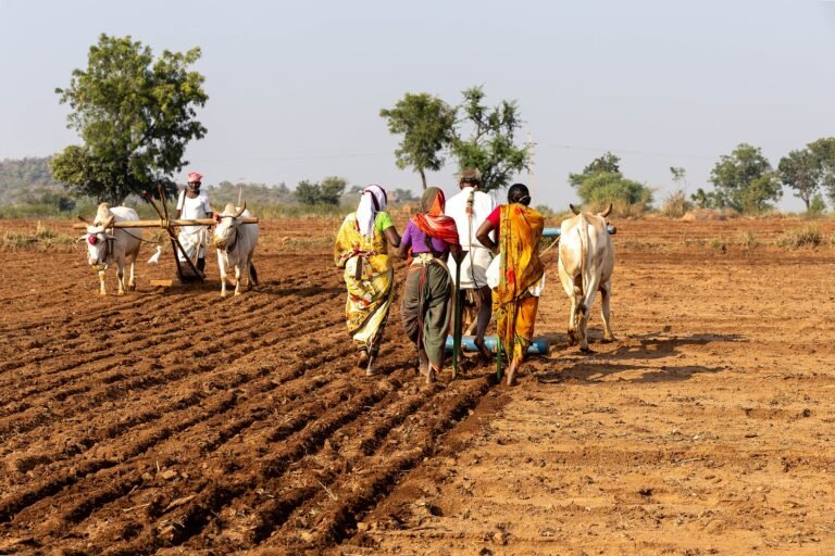 A farmer ploughing a field with bullocks while sowing groundnut and peas in Raichur, Karnataka