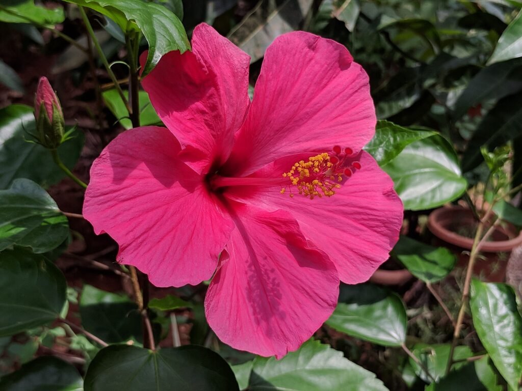 A red hibiscus flower in bloom