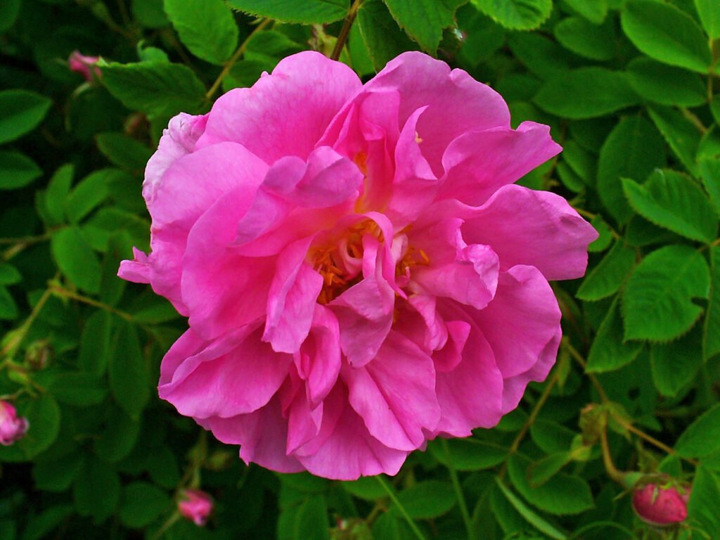 A single pink damask rose in bloom among green leaves