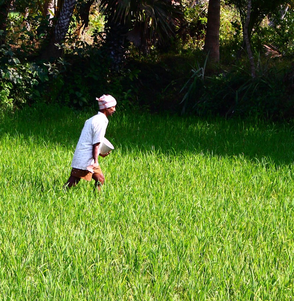 An Indian farmer spreading fertiliser by hand over a green crop