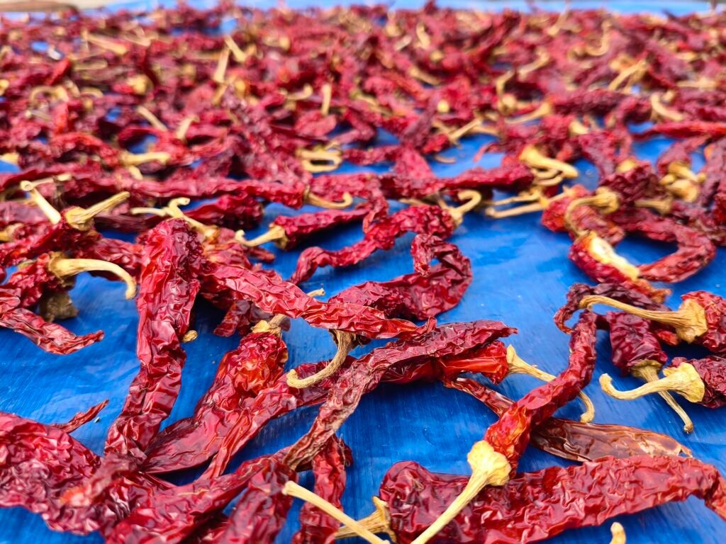 Red Guntur chillies spread out to dry in the sun