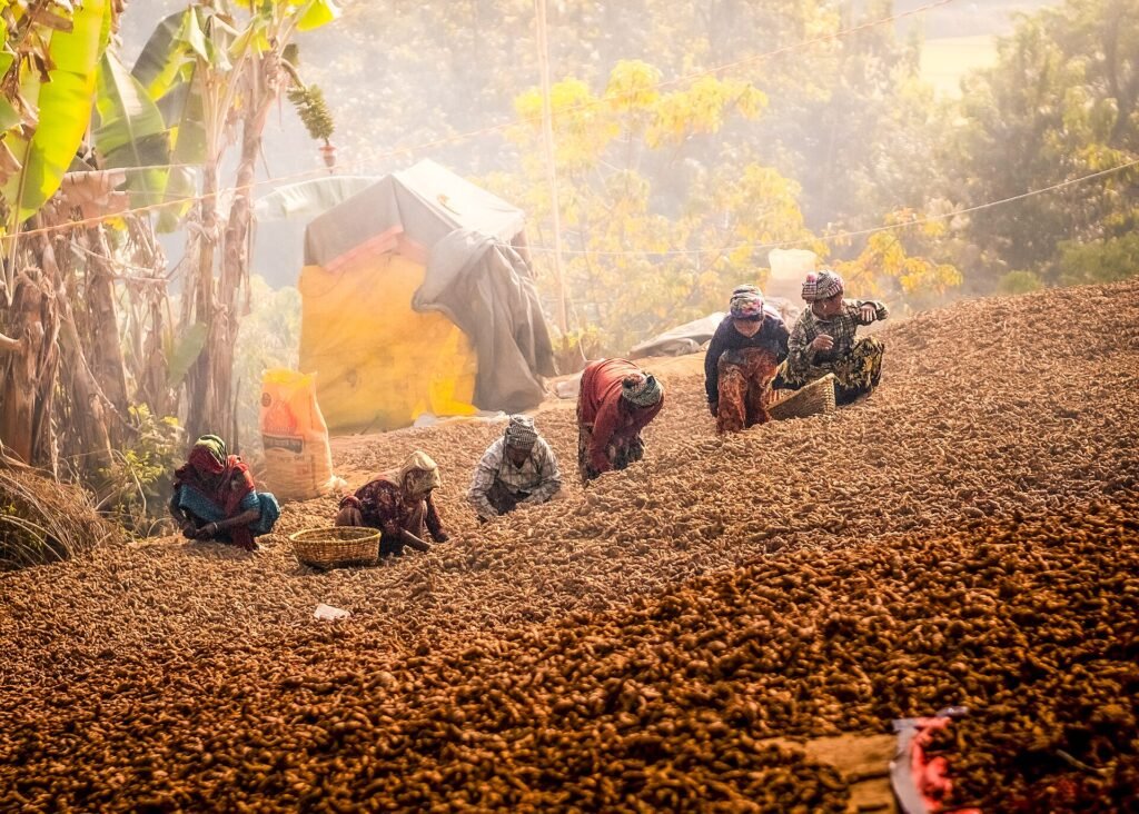 Workers harvesting turmeric roots in a field